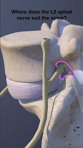 Where Does the L5 Spinal Nerve Exit the Spine?