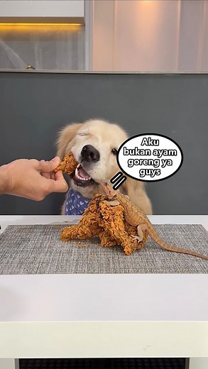 BEEMZ on Instagram: "The power of ayam crispyy! Jangan ngiler yah Fams 😂 Snowa doyan bgtt.. hati2 ada 1 yg bukan ayam crispy yah Owaa, jangan di HAP jugaa 😱 #snowathegolden #dogasmr #asmr #goldenretriever"