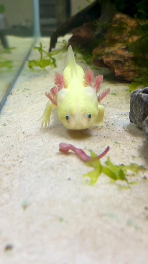 Understanding the Unique Traits of Axolotls