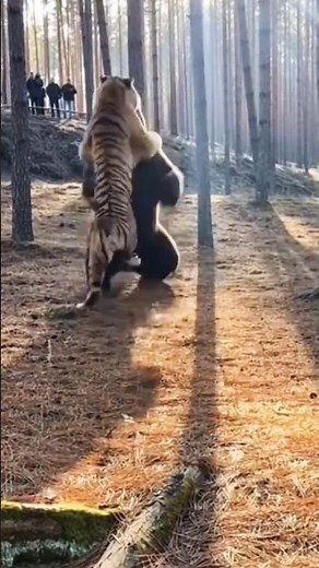 AMUR TIGER VS BROWN BEAR — Brutal Siberian Battle Caught on Camera! 🐅💥🐻