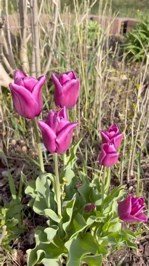 Burst of Spring Colors 🌼 Garden Bloom Tour!