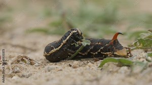 Sphinx caterpillar of bindweed. It feeds on the plant that gives it its name feeding on small leaves