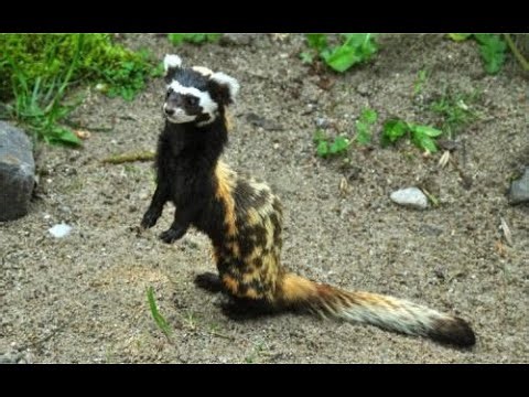 Weekly Midnight Mandela Effects Livestream Wed California Pacific time 12/31/2025