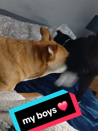 .My boys are best friends now and I absolutely love it. Larry was the best addition to our family.....