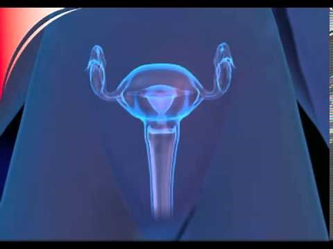 Der Eisprung