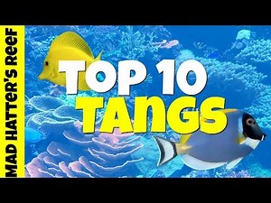 Top 10 Tangs for a Saltwater Tank