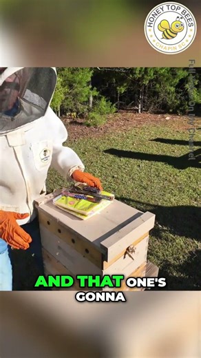Beekeeper Shares Joy of Calm Bees: Goodbye Aggressive Hives! #shorts