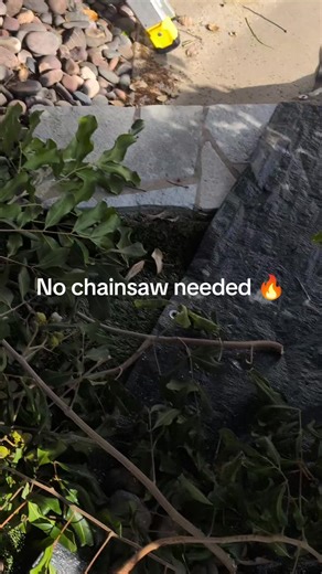 Efficient Tree Branch Removal Without Chainsaw