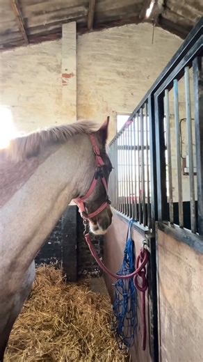 2.6K views · 1.3K reactions | Dressage comp PART ONE! We actually looked like we knew what we were doing, I don’t think I’ve ever put so much effort into getting ready for dressage! I even memorised my test ‍♀️ #equestrian #horsemumlife #equestrianmum #horsemum #dressage | The Pink Cob | Facebook