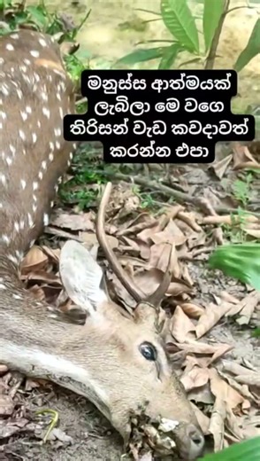 කොච්චර වේදනාවක්ද බලන්න හක්ක පටස් කෑවහම 😢😢😢