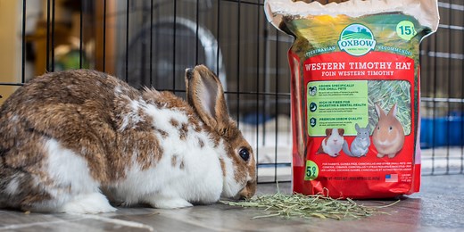 What is the Best Type of Hay for Rabbits? - Oxbow Animal Health