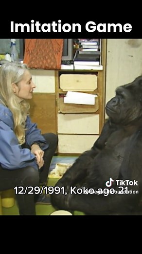Koko’s Impressive Comprehension and Coordination Skills