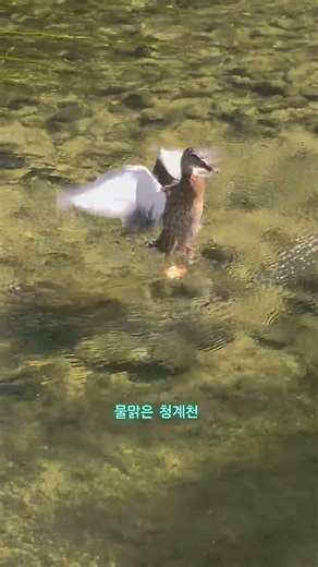 청둥오리 늦더위 시원하게 날려버리기 #nature #힐링 #산책 #birds #야생조류 #청둥오리 #자연드림