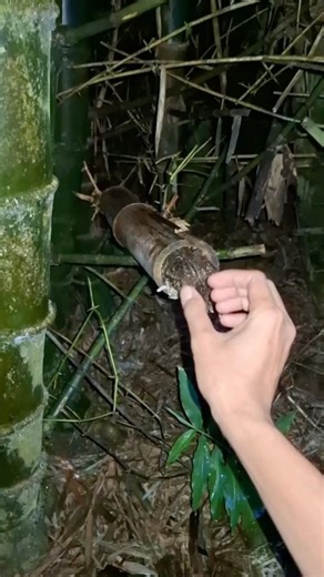 Catching an owl on a bamboo” #shortsvideo #bird #animal #nature