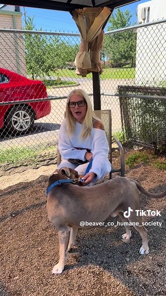 Otto is our #TakeMeHomeTuesday feature of the week! BCHS Board Member Biba Lubenski explains how loving this guy is! - 5 years old - Great with all people - Dog selective - Recommend a fenced-in yard Interested in Otto? Visit the link in our bio to learn more about him! 🔗 @Biba Lubenski ❌ #BCHS #BeaverCountyHumaneSociety #adopt