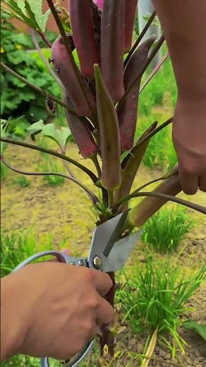 Cut an okra plant and prune a side shoot; this will help the okra grow faster and more abundantly. l