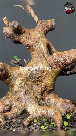 How to Make a Ficus Bonsai | Easy Step-by-Step! #shortsvideo