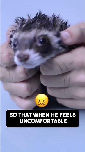 How to Bathe Ferrets: Anxious Pets