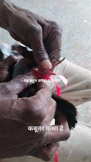 कबूतर फंस गया है 😱😱 #kabutar hay our #trending