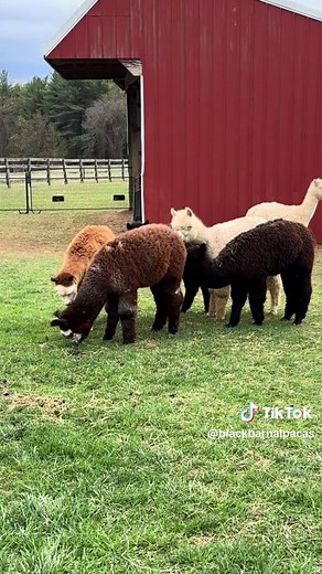 @blackbarnalpacas on TikTok