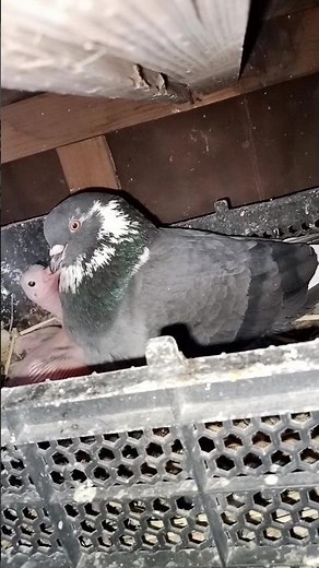 baby pigeon sound! #viral #shortvideo #ytshorts