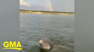 Dolphin says hello to human during double rainbow in magical moment - The Global Herald