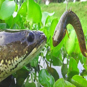 2.3M views · 5.9K reactions | Unique Fishing With Small Fish | All Fishing | Facebook