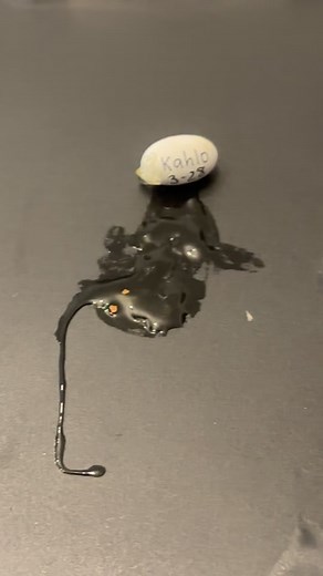 Ive never seen a gecko hatch with such grace #reptile #reptiles #petsoftiktok #gecko #crestedgecko