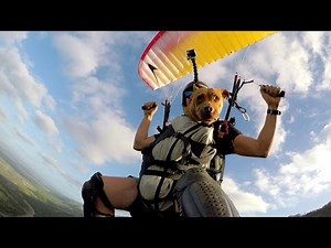 GoPro: Dog Sophie Glides Down a Hawaiian Mountain