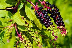 How To Get Rid Of Pokeweed in 6 Simple Steps