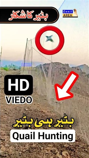 Common Quail Hunting With Net | Jal Se Batair Ka Shikar | بٹیر کا پٹی والا شکار #quailhunting #birds