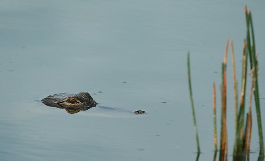 Wild video shows alligator eating drone and disappearing in white smoke