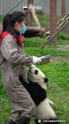 No Leaving Unless You Hand Over The Milk | iPanda #shorts