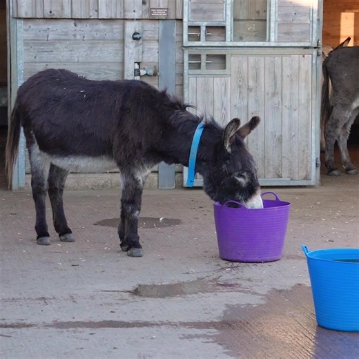 There’s nothing like a warming fruit tea to start off the day… right, Cocoa? 🍵 | Adopt A Donkey