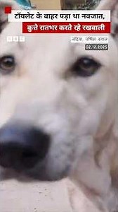 जब पूरी रात नवजात बच्चे की देखभाल करते रहे कुत्ते (BBC Hindi)