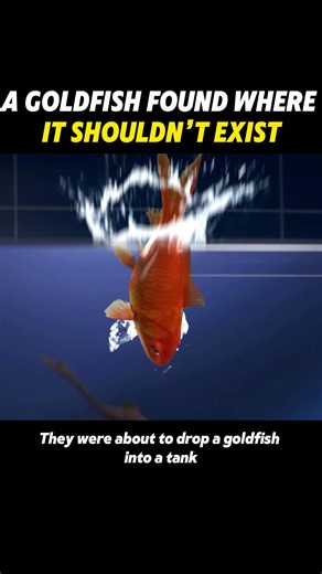 The Unexpected Discovery of a Goldfish in the Wild