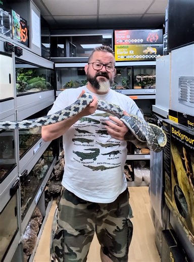 Adult female Taiwan Beauty Snake available now in store. Don't miss out. | Snakes 'N' Adders