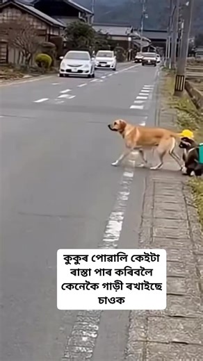 কুকুৰ পোৱালি কেইটা পাৰ হৈ যাব বাবে কেনেকৈ গাড়ী ৰখাই ছে চাওক #reelsfbシviralシ | Nang Luna Kukoi