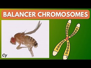 What are Balancer Chromosomes? | Drosophila | Fruit fly | Genetics