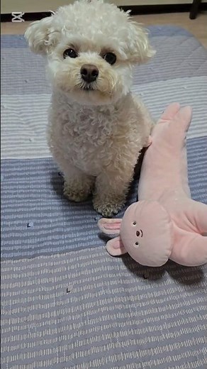 밖에 소리에 놀다 얼음된 밥풀이 #애견영상