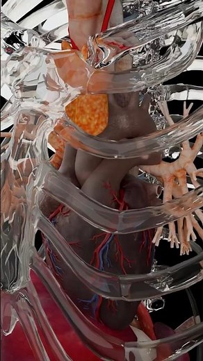 Behind the Ribs | How Your Heart Is Protected 🫀🛡️
