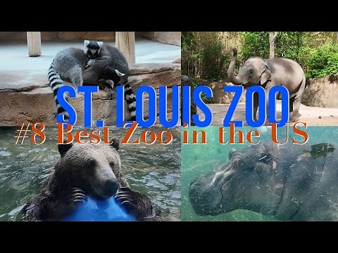 Tour the #8 Zoo In The US! | St. Louis Zoo Full Tour
