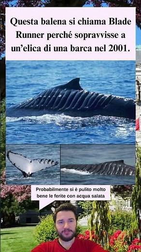 La Megattera “Blade Runner” Sopravvive a un’Elica e Diventa Simbolo di Resilienza Marina 🐋💙