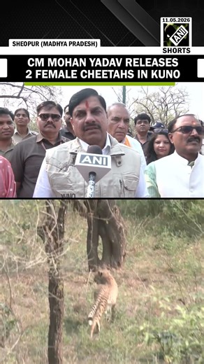 Madhya Pradesh CM Mohan Yadav releases two female cheetahs into open forest of Kuno National Park