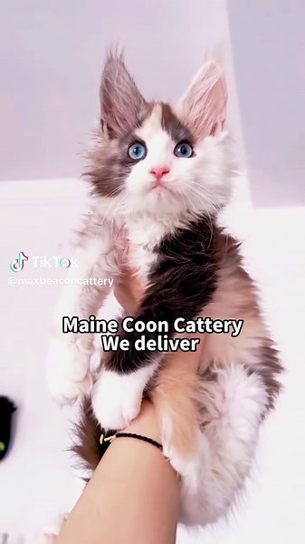 Available Maine Coon Kittens for Adoption