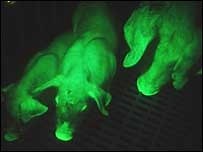 Green-glowing pigs