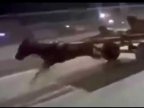 Horse running fast meme