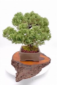 Japanese Dwarf Garden Juniper Bonsai | 25-year-old Mature Specimen With Gin and Nebari - Etsy Canada