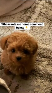 This sweet poodle is ready to start a new life 🐾❤️ Loving, healthy, and waiting for a forever family in the USA. If you’re ready to adopt and give this baby a home, please message us 📩 #PoodleAdoption #AdoptAPuppyUSA #PoodlesOfUSA #DogAdoptionUSA #ToyPoodleUSA #MiniPoodleUSA #ForeverHomeUSA #RescuePoodle #AdoptDontShop | Free poodle rescue & Adoption