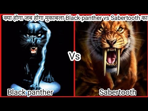 Sabertooth tiger Vs black panther || Smilodon Vs Black panther || Black panther Vs sabertooth.